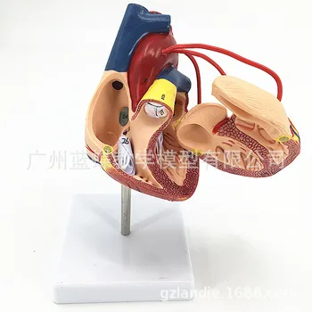 1:1 Gyvenimas Dydžio Žmogaus Širdies Šuntavimo Operacija Modelis Anatomija vidaus organai Medicinos Organų Modelis Lab Mokymo priemonių medicinos reikmenys