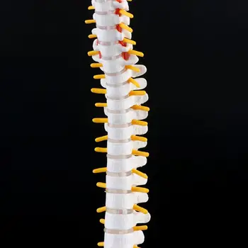 45cm Lankstus Žmogaus stuburas Stuburo Juosmens Kreivė Anatomijos Modelis Anatomija Stuburo Mokymo Priemonė