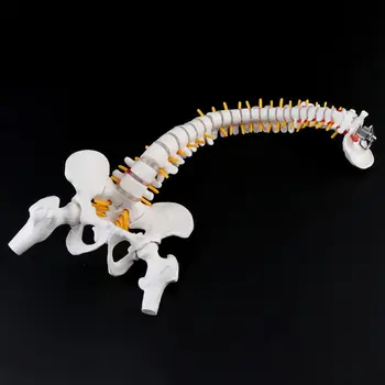 45cm Lankstus Žmogaus stuburas Stuburo Juosmens Kreivė Anatomijos Modelis Anatomija Stuburo Mokymo Priemonė