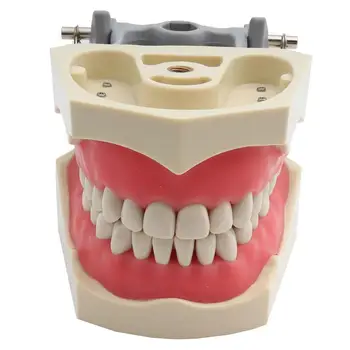 ADC Akredituotos Modelis Dantų Dantų Modelio Dantų Mokymo Modelį Demonstravimo Danties Modelis