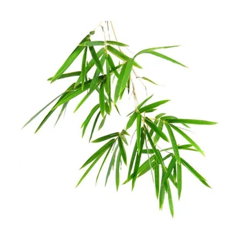 Bambuko eterinis aliejus AKARZ Top Brand kūno, veido odos priežiūros spa pranešimą kvepalų lempos Aromaterapija Bambuko aliejus