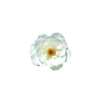 Camellia žiedų eterinis Aliejus AKARZ prekės Riebumą Kosmetika Žvakių, Muilo Kvapai 