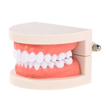 Dantų Valymas Dantų Mokymo Modelį dėl Vaikų, Vaikams, kurie mokosi Dantis, Dantenas Standartas Demonstravimo Priemonė Standartas Dantų Modeliai