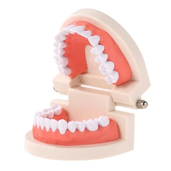 Dantų Valymas Dantų Mokymo Modelį dėl Vaikų, Vaikams, kurie mokosi Dantis, Dantenas Standartas Demonstravimo Priemonė Standartas Dantų Modeliai