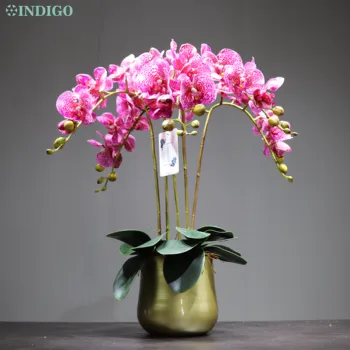 INDIGO-Violetinė Vietoje Orchidėja 