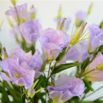 Kokybės Padirbtų Dirbtinės Gėlės Platycodon Šilko Gėlių 