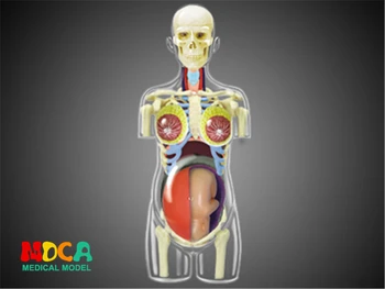 Nėštumo 4d meistras įspūdį Surinkimo žaislas žmogaus kūno organų anatomijos modelis medicinos mokymo modelį