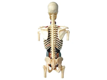Nėštumo 4d meistras įspūdį Surinkimo žaislas žmogaus kūno organų anatomijos modelis medicinos mokymo modelį
