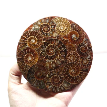 Runyangshi 11-12cm Gamtos Ammonite Disko Iškastinio Myli Pavyzdys Gydymo +Stovas 1pcs