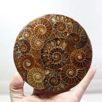 Runyangshi 11-12cm Gamtos Ammonite Disko Iškastinio Myli Pavyzdys Gydymo +Stovas 1pcs