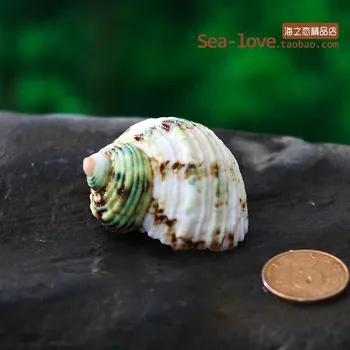 Sidabro Burną Sraigė Natūrali Žalioji Myli Shell Atsiskyrėlis Krabų Moliuskų Lukštais Akvariumo Apdaila Micro-kraštovaizdžio Papuošalai Dovana