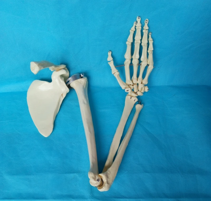 1:1 Gyvenimas Dydžio Anatominių Žmogaus Viršutinių Galūnių Mentės Skeleto Modelis Medicinos Mokymo Reikmenys Rankos Modelis Medicinos Išteklius